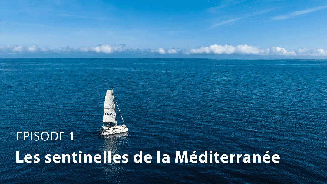 Mini série TF1 "Notre planète" : Les sentinelles de la Méditerranée