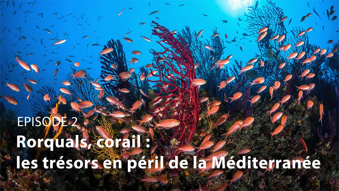 Mini série TF1 "Notre planète" : rorquals, corail, les trésors en péril de la Méditerranée
