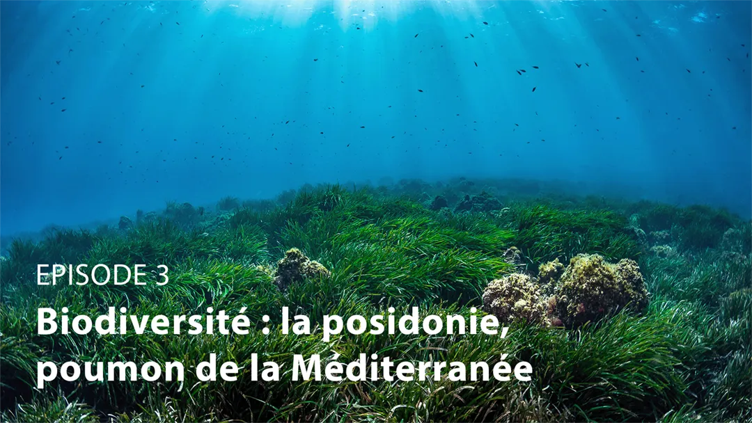 Mini série TF1 "Notre planète" : biodiversité, la posidonie, poumon de la Méditerranée