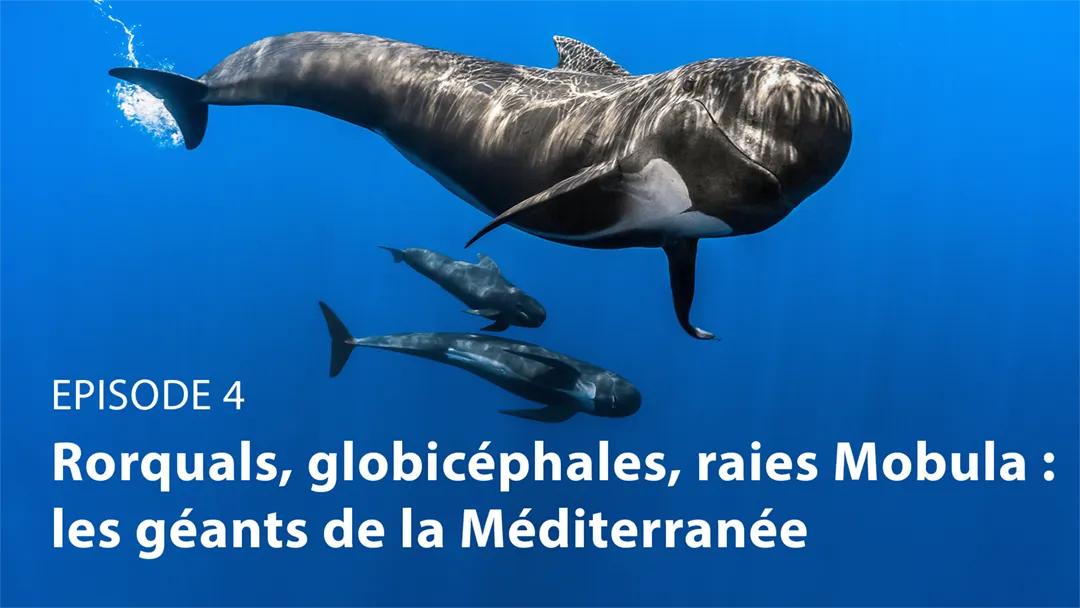 Mini série TF1 "Notre planète" : rorquals, globicéphales, raies mobula : les géants de la Méditerranée