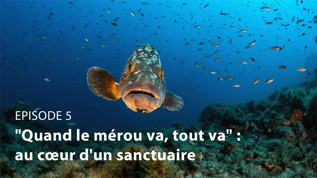 Mini série TF1 "Notre planète" : quand le mérou va, tout va : au cœur d'un sanctuaire