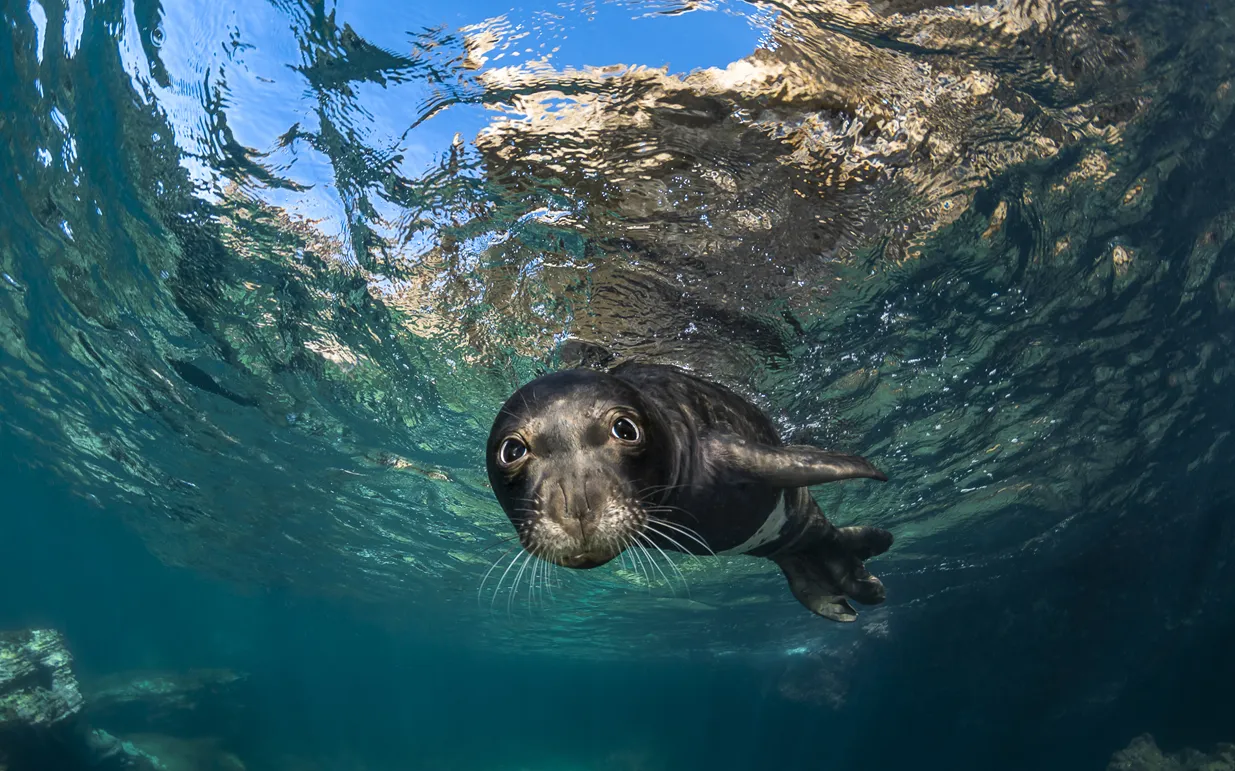 Tortue caouanne (Carreta Carreta) - @ Greg Lecoeur