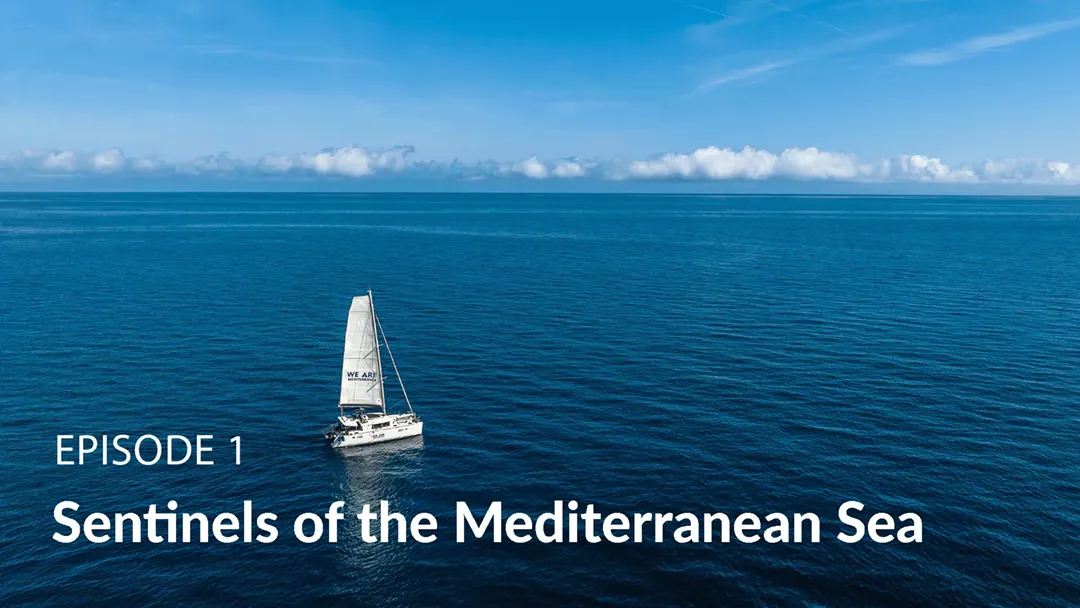 TF1 TV Miniseries-Episode 1: Sentinels of the Mediterranean Sea” TF1 TV Miniseries-Episode 1: Sentinels of the Mediterranean Sea”