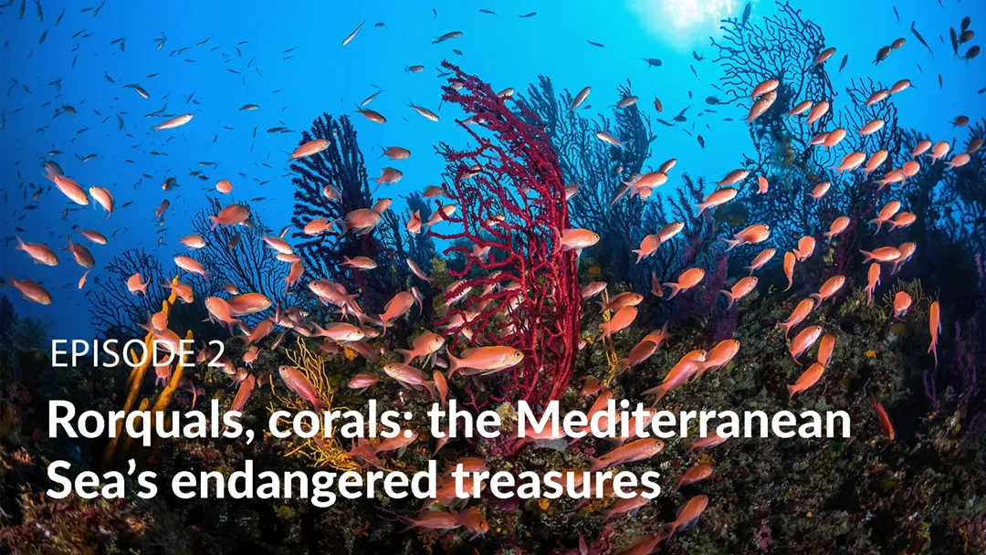 TF1 TV Miniseries-Episode 2: Rorquals, corals: the Mediterranean Sea’s endangered treasures TF1 TV Miniseries-Episode 2: Rorquals, corals: the Mediterranean Sea’s endangered treasures