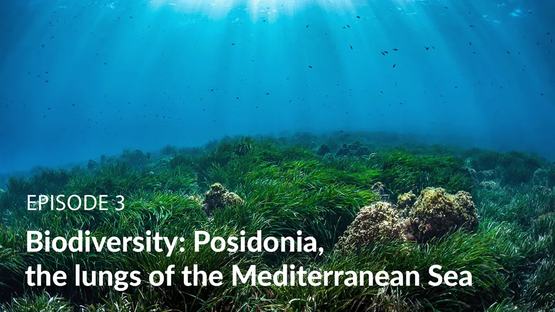 TF1 TV Miniseries-Episode 3: Biodiversity: Posidonia, the lungs of the Mediterranean Sea TF1 TV Miniseries-Episode 3: Biodiversity: Posidonia, the lungs of the Mediterranean Sea