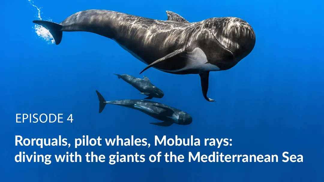 TF1 TV Miniseries-Episode 4: Rorquals, pilot whales, Mobula rays: diving with the giants of the Mediterranean Sea TF1 TV Miniseries-Episode 4: Rorquals, pilot whales, Mobula rays: diving with the giants of the Mediterranean Sea