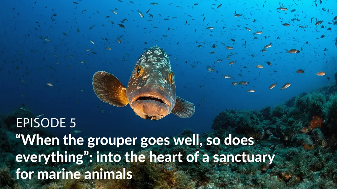 TF1 TV Miniseries-Episode 5: When the grouper goes well, so does everything”: a dive into the heart of a sanctuary for marine animals TF1 TV Miniseries-Episode 5: When the grouper goes well, so does everything”: a dive into the heart of a sanctuary for marine animals